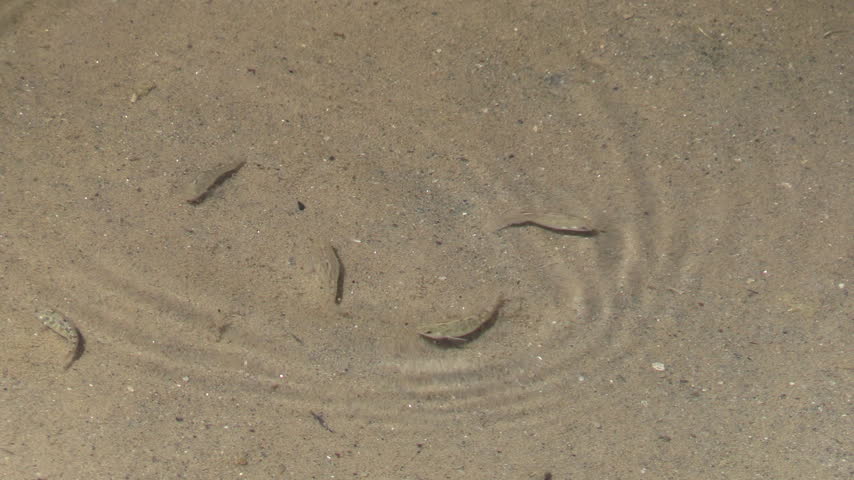 Female Desert Pupfish in Salt Creek in Death Valley waiting for males to arrive for spawning