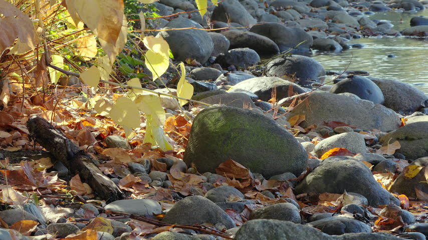Autumn Leaves and Mossy Boulders Along a Rocky Riverbank