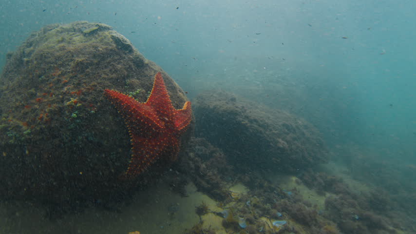 Underwater view of the red starfish on the rock