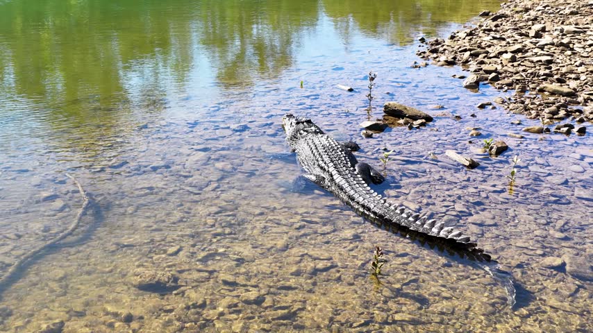 American alligator sliding from rocky bank into clear river water, wild reptile swimming in natural habitat, outdoor wildlife shot.