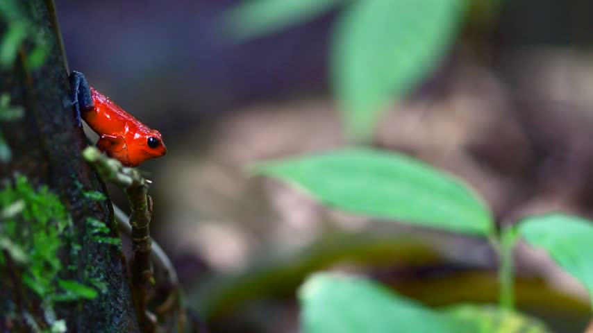 Blue jeans poinson dart frog calling away in the rain forest in Sarapiqui, Costa Rica!
