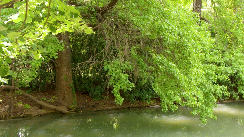 Lush green tree branches hang over a tranquil river flowing through a sunlit forest.