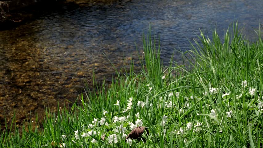 Clear shallow stream flowing gently beside lush green grass and blooming white wildflowers in spring