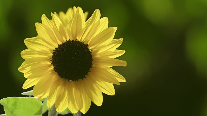 Closeup of sunflower in the sun
