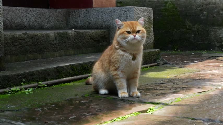 Adorable stray ginger cat looking around on a mossy stone street in a traditional Chinese village