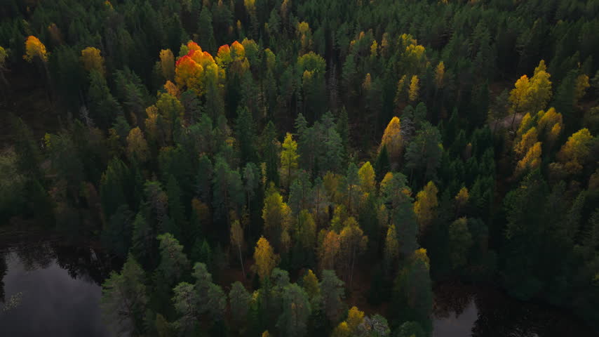 An aerial view moves over evergreen and autumn-colored deciduous trees in Norway, revealing a narrow forest track with water along the woodland edge.