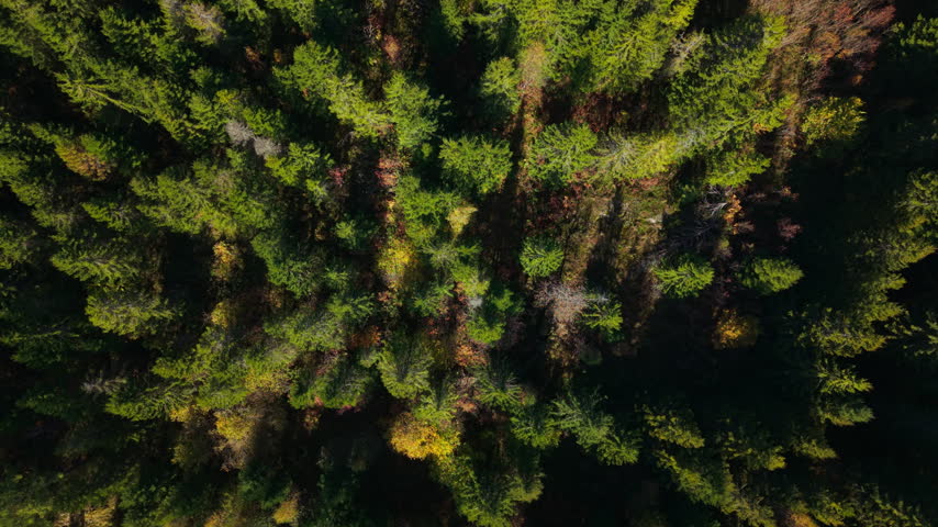 An overhead view shows dense conifer forest in Norway, with scattered yellow foliage and bare branches among sunlit treetops and deep shadows.