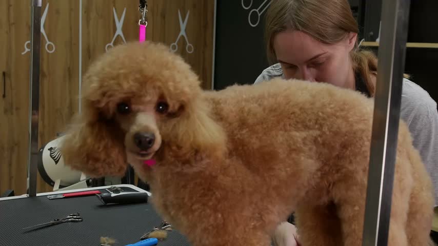 Apricot poodle standing on grooming table during styling session, groomer working behind, salon environment with mirrors, scissors, clippers visible, warm lighting, focused pet care atmosphere