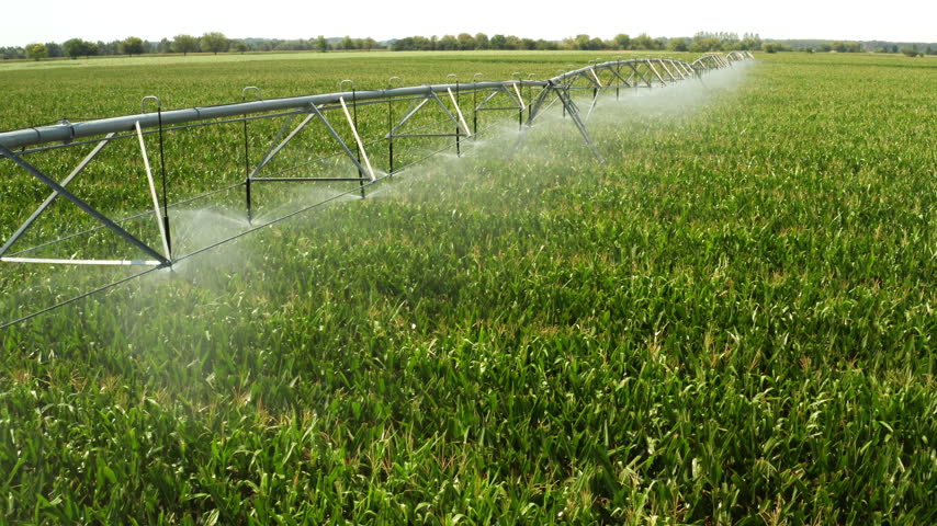 A center pivot irrigation system waters lush corn crops across a large field. This agricultural setup shows the mechanism delivering water to vibrant corn plants in a rural setting.