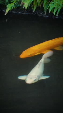 cinematic vertical shot of two beautiful koi fish one golden and one white swimming gracefully in a dark serene pond with green ferns