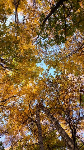 A beautiful autumn forest landscape with golden birch and maple leaves. Viewed from below, looking up at the treetops