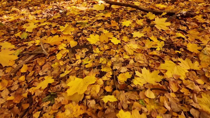 Golden autumn leaves covering the forest floor