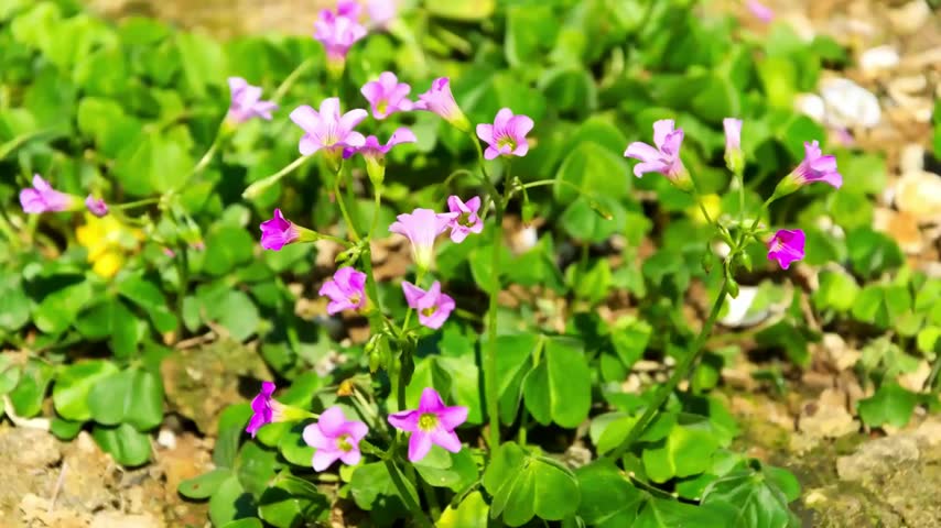 Close-up time-lapse of pink morning glory flowers blooming in morning light, 4k resolution.