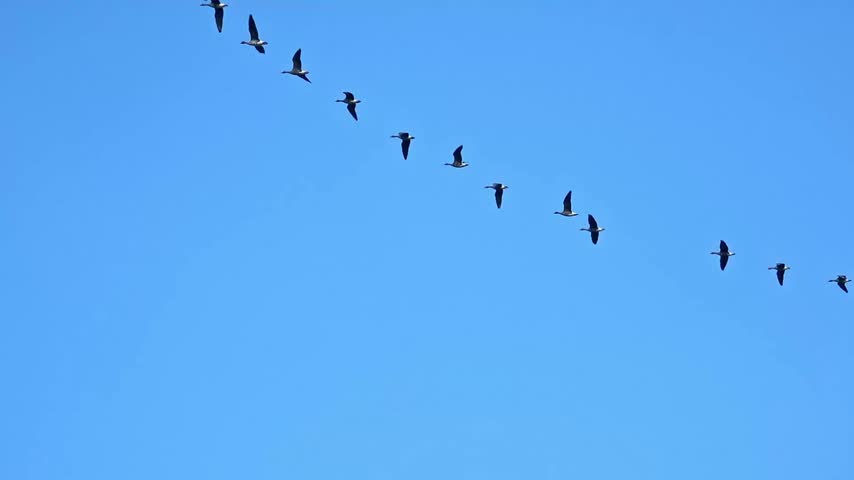 Flock of geese flying in clear blue sky shifting flight formation, 4k resolution.