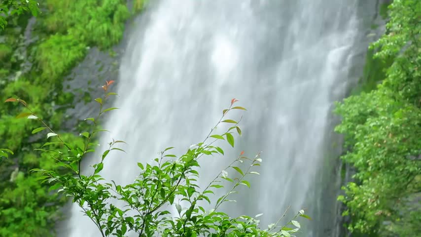Close-up shot of clear rushing waterfall with green tree branches in the foreground, 4k resolution.