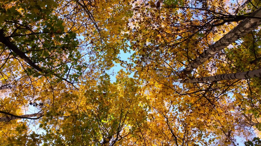 A beautiful autumn forest landscape with golden birch and maple leaves. Viewed from below, looking up at the treetops