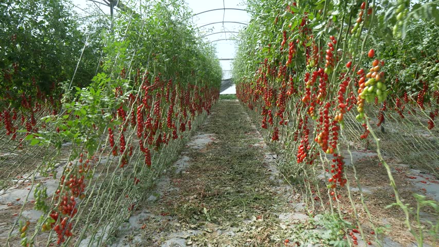 A centered walkway runs between two rows of heavy red tomato vines.