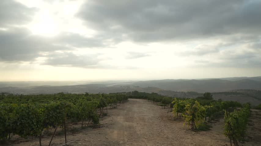 A dirt path divides vineyard rows with hills and clouds in the distance.
