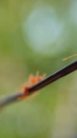 Macro photography of a red weaver ant (Oecophylla smaragdina) walking on a black electric wire with a soft, blurry green nature background.
