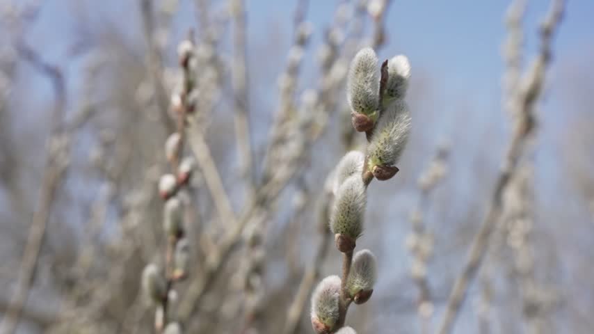 Close up of soft pussy willow catkins on a branch against a blurred natural background.