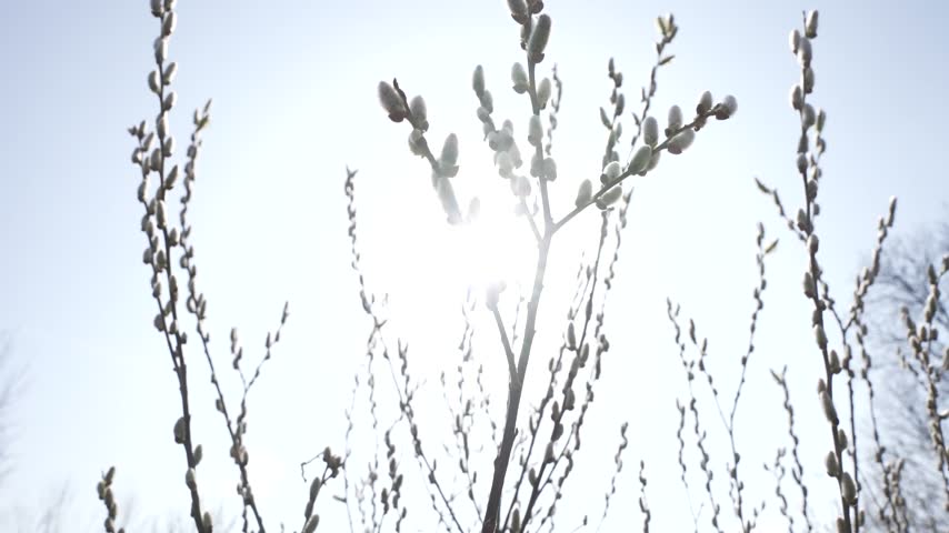 Pussy willow branches and catkins backlit by bright sunlight.