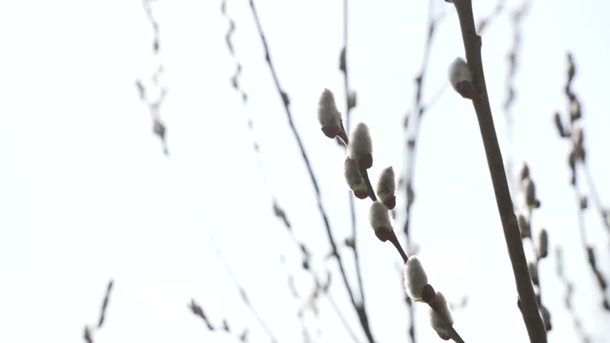 Pussy willow catkins on slender branches against a pale bright sky.