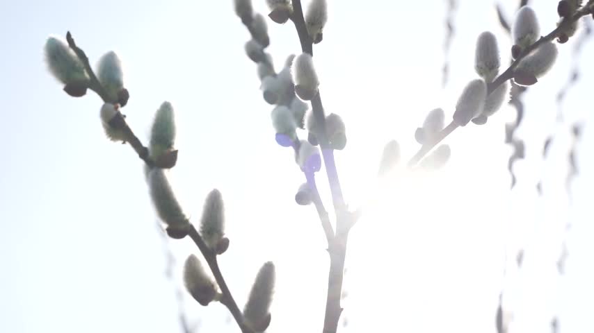 Close view of pussy willow catkins silhouetted against bright sunlight between the branches.