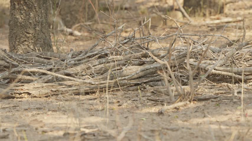 Vervet monkey in Kruger national park shown in slow motion at the left of frame in dry savanna habitat, watching alertly among branches and dusty ground in South Africa.