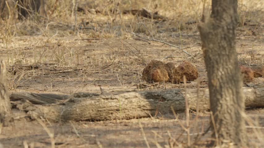 Vervet monkey runs into frame then stops centre right in slow motion. Termite mound and tree trunks in the background. Kruger National Park South Africa wildlife.