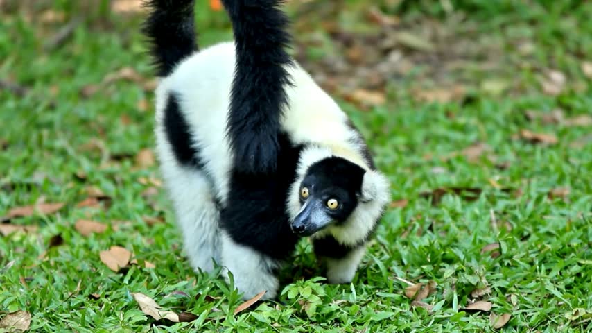 A lemur standing on a green lawn, displaying its distinctive fur and long tail in an outdoor setting.