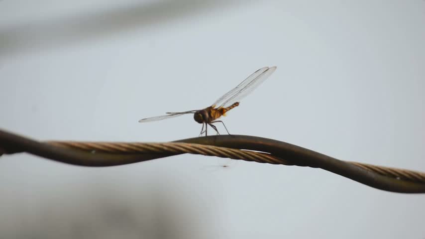 Small Brown Dragonfly Resting on Electric Cable Taking Flight Against Sky