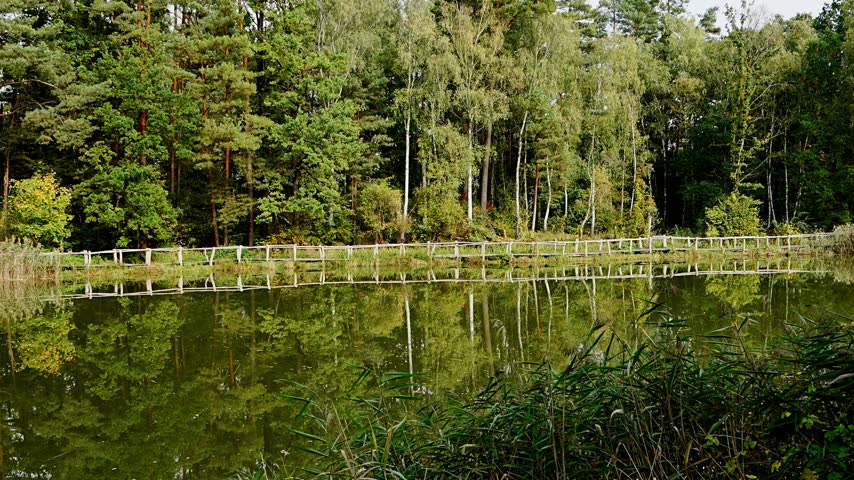 Wooden nature trail through wetland forest in Koenigsbrueck near Dresden, Saxony, Germany. Regional tourism, outdoor adventures, scenic walking routes. 