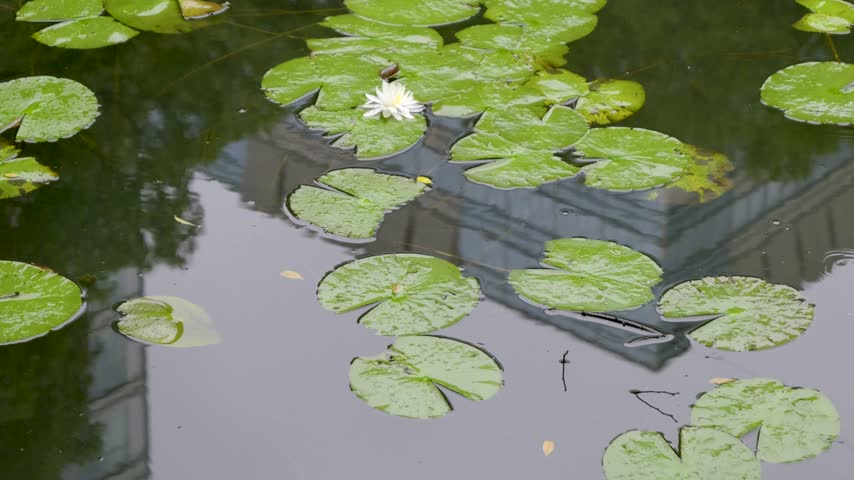 Beautiful water lilies on overcast day with reflections. Slow motion view