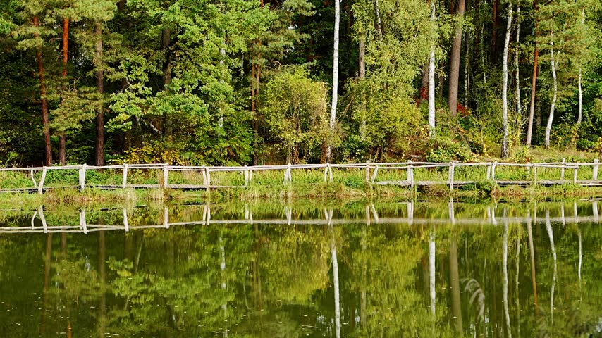 Wooden boardwalk with railings winding through wetland forest in Koenigsbrueck, Saxony, Germany. Scenic nature trail surrounded by lush vegetation. 