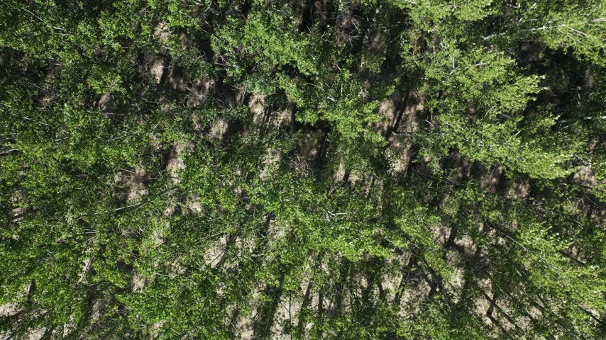 Top-down aerial drone view of a shaded irrigation canal between a dirt bank and a green field in Idaho.