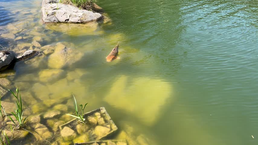 Shallow freshwater shoreline with submerged stones, aquatic plants and sunlight reflecting on water