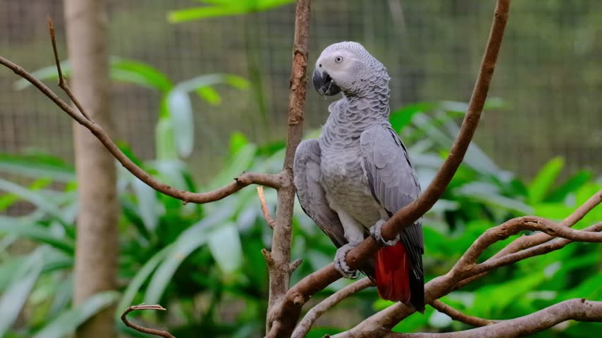 A detailed close-up portrait of an African Grey Parrot (Psittacus erithacus) perched gracefully on a bare wooden branch