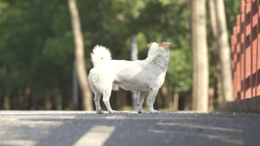 A stray white dog standing in the middle of the roads and walks off (4K)
