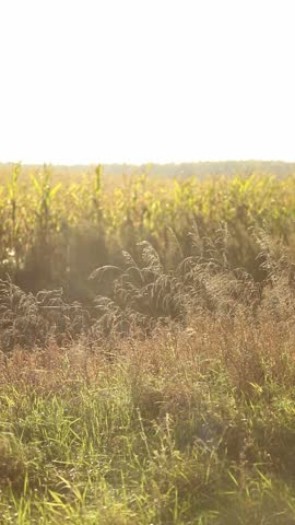 Golden hour sun shining over a summer or autumn meadow and field of corn, sunset
