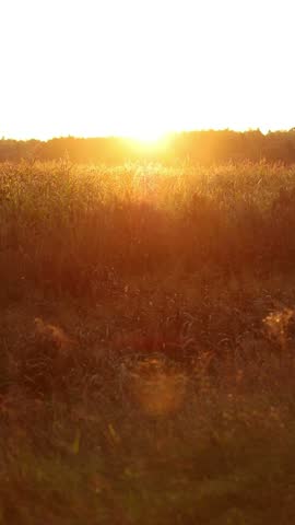 Golden hour sun shining over a summer or autumn meadow and field of corn, sunset