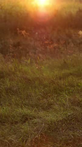 Golden hour sun shining over a summer or autumn meadow and field of corn, sunset