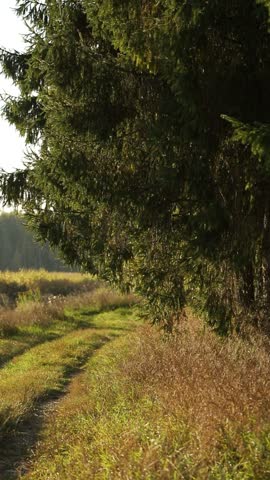 Sunlight illuminating a rural dirt path winding along dense spruce trees during golden hour