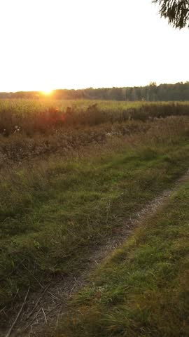 Golden hour sun shining over a summer or autumn meadow and field of corn, sunset