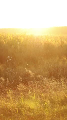 Golden hour sun shining over a summer or autumn meadow and field of corn, sunset