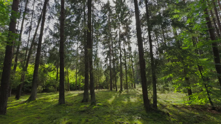 Sun and trees in forest