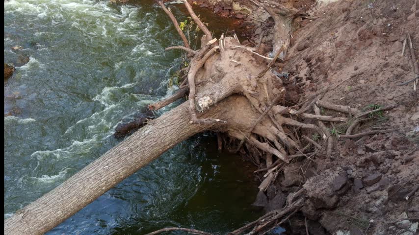 Fallen tree trunk with exposed roots hangs over a fast flowing river.