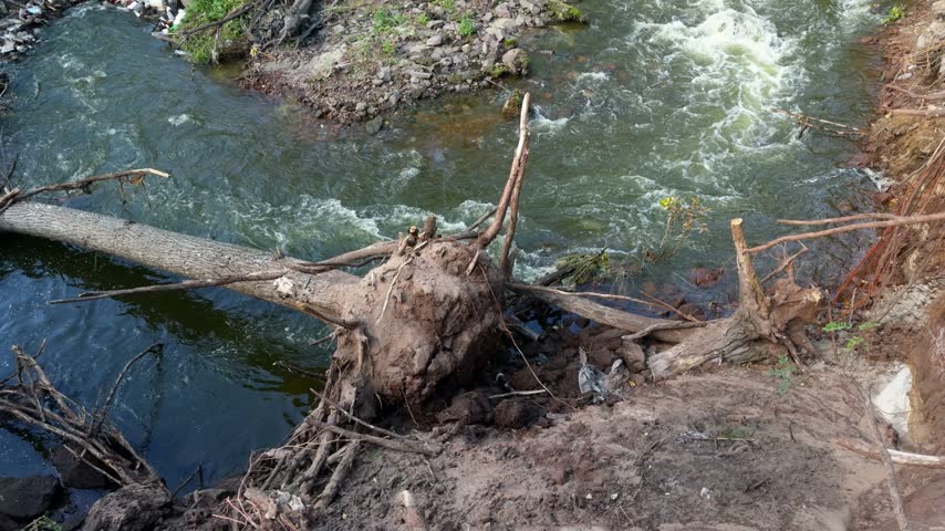 Uprooted tree lies across the bank above a turbulent river with rapids.