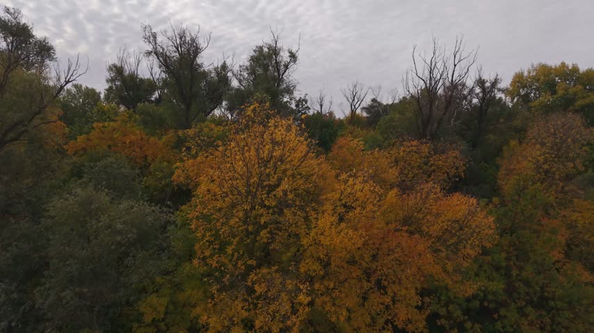 Aerial View of Autumn Forest Canopy Under an Overcast Sky