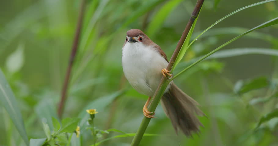 Rare: Yellow-eyed Babbler grips wind-blown grass stalk, locking its head like a steady gimbal; Slow motion bird