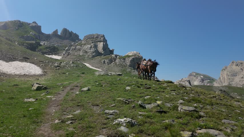 Three Pack Horses Resting on Mountain Trail to Mount Korab in Albania